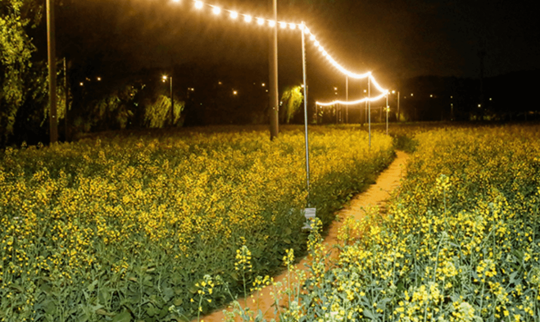 2024 한강 서래섬 유채꽃 축제 프로그램 안내 및 주차장 한강순환관람차 상세 정보