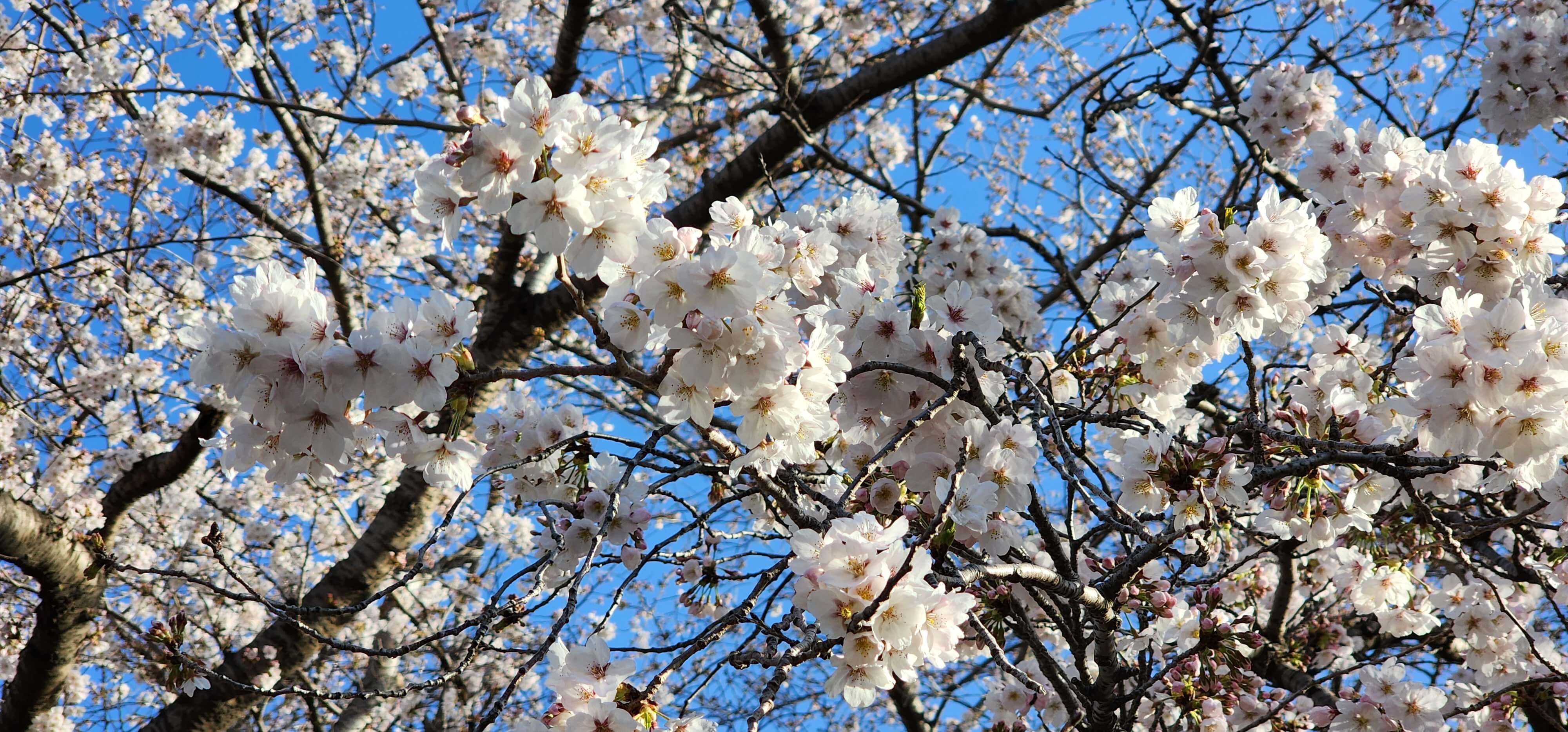 진해군항제벚꽃축제 주차장및행사일정12