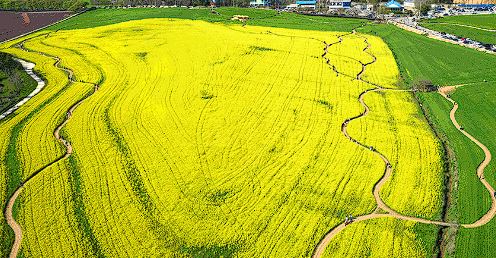 고창 청보리밭 축제 입장료 맛집 숙박 주차