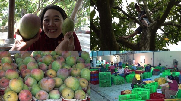 EBS ‘극한직업’ 대왕 망고 구매하기