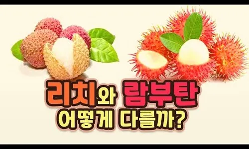 열대 과일 리치 건강 기능_9