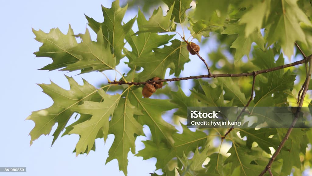 자동차보다 나무 한 그루! CO2를 줄이는 나무 키우기 프로젝트