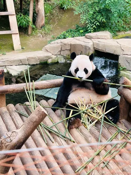 에버랜드 푸바오 예약 시간 관람 꿀팁