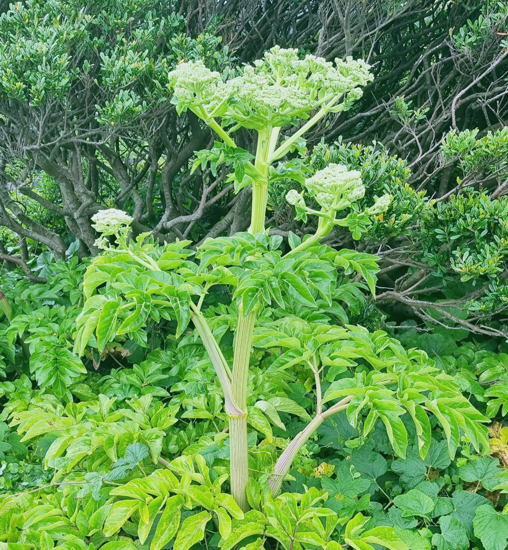 올레3코스 내내 길가있던 사람 키만한 식물