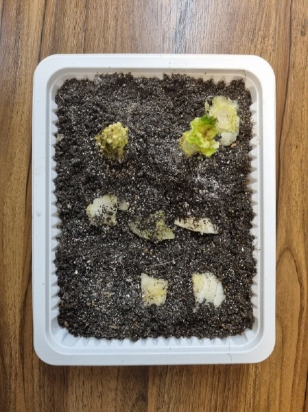 마트에서 산 배추 심 3