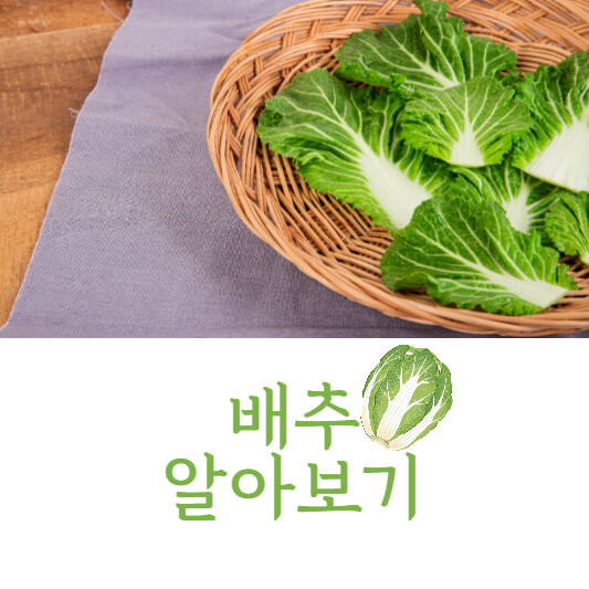 배추