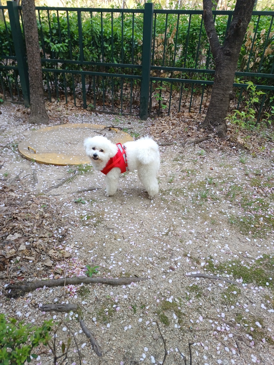 우리 강아지에게 딱 어울리는 이름 추천 가이드 인포그래픽