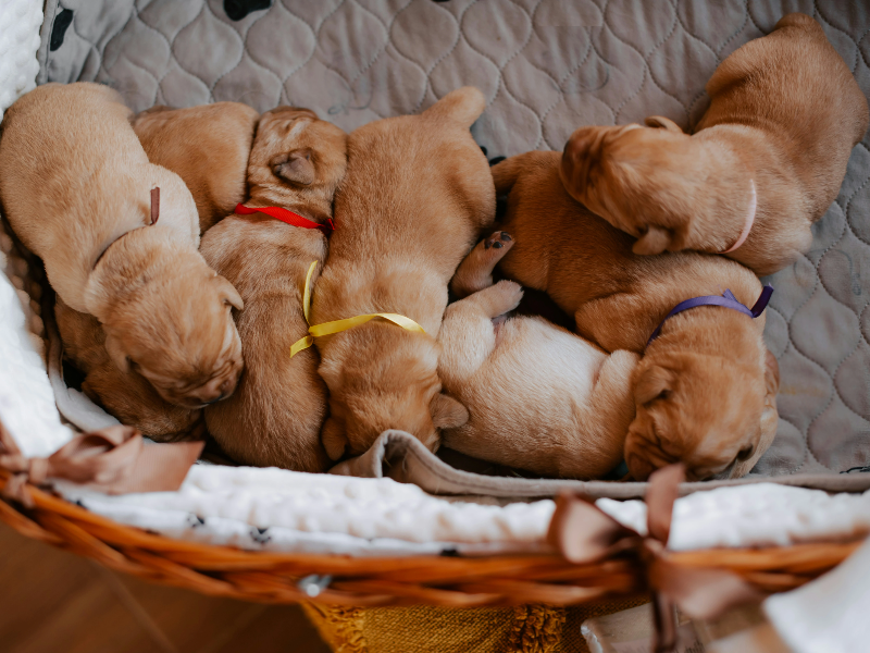 바구니에 들어있는 여러마리의 새끼 강아지