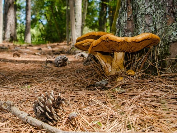 건강 곡물 상황버섯 쌀