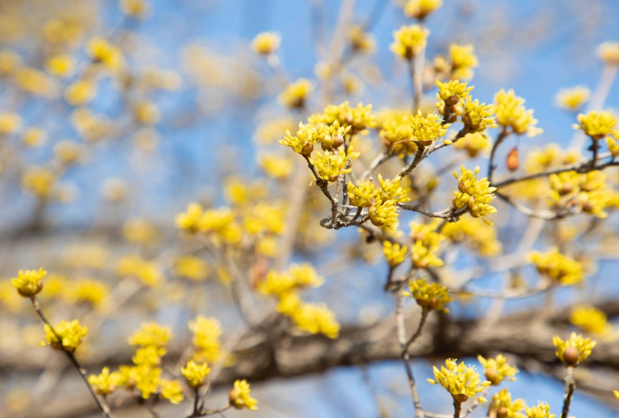 구례 산수유꽃축제(2)