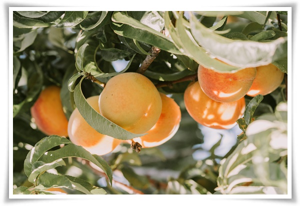 "살구꽃과 살구" 수줍은 듯 피어나는 봄 날의 은밀한 분홍빛 속삭임!