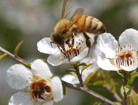 마누카꽃&amp;#44;마누카꿀 