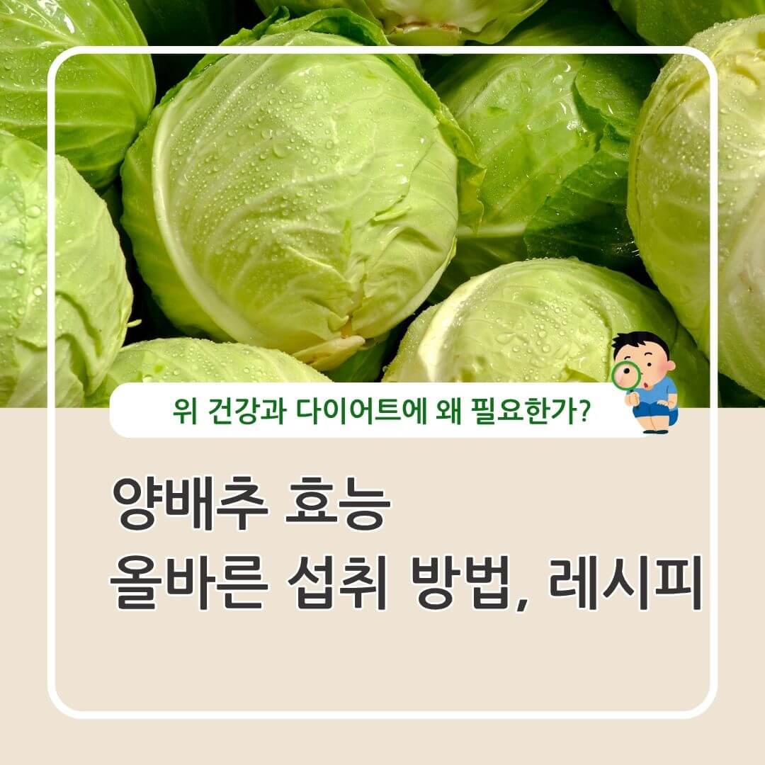 양배추 효능