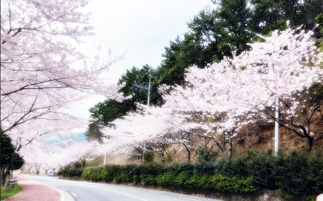 진해 해안도로 벗꽃길 벗꽃터널