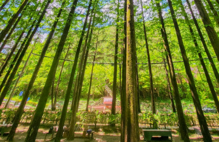 장태산 자연휴양림