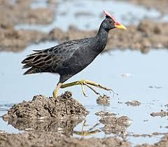 우드퍼드 뜸부기가 살아가는 습지 생태 구조 분석