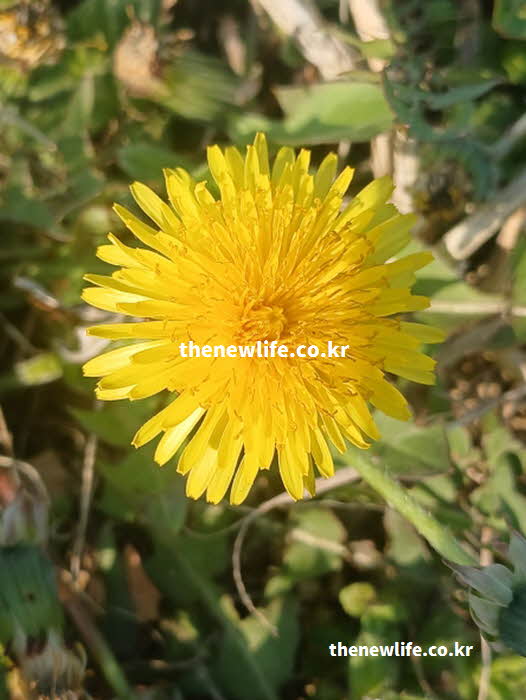 민들레 효능 요리 활용 성분 영양가치