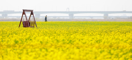 전국 유채꽃 명소 BEST5, 제주&middot;부산&middot;창녕&middot;고창&middot;구리 개화시기&middot;축제일정