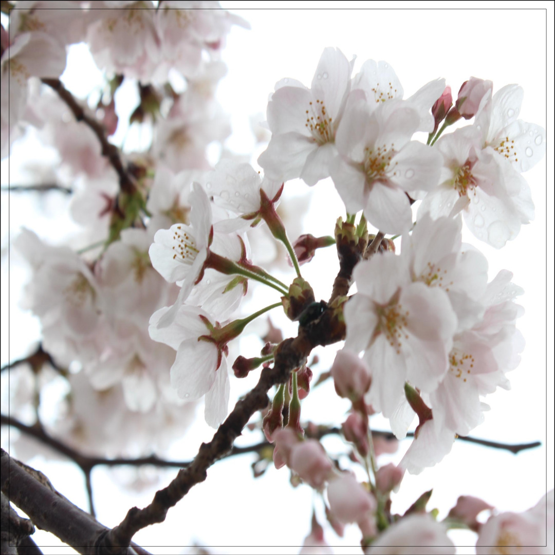 만석공원 벚꽃 수원 벚꽃 명소