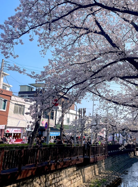 군항제