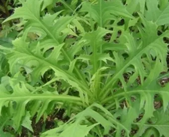 씀바귀 무침 김치 담그는법 레시피_2