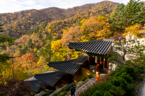 오대산 가을단풍