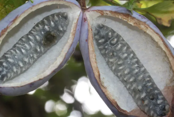 으름 열매 덩굴 나무 효능 부작용