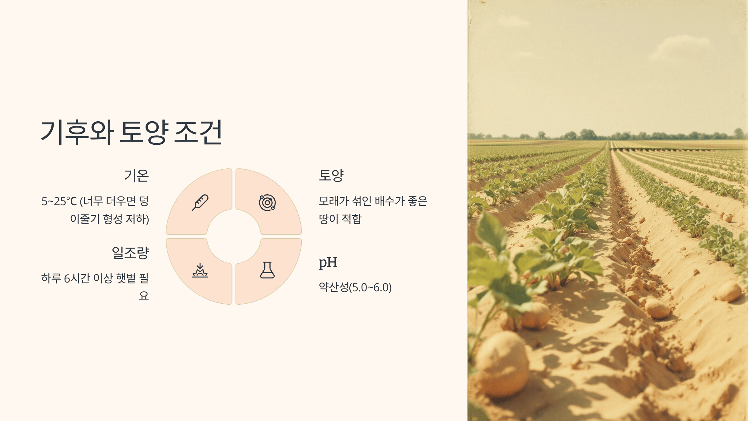 감자 사진입니다.