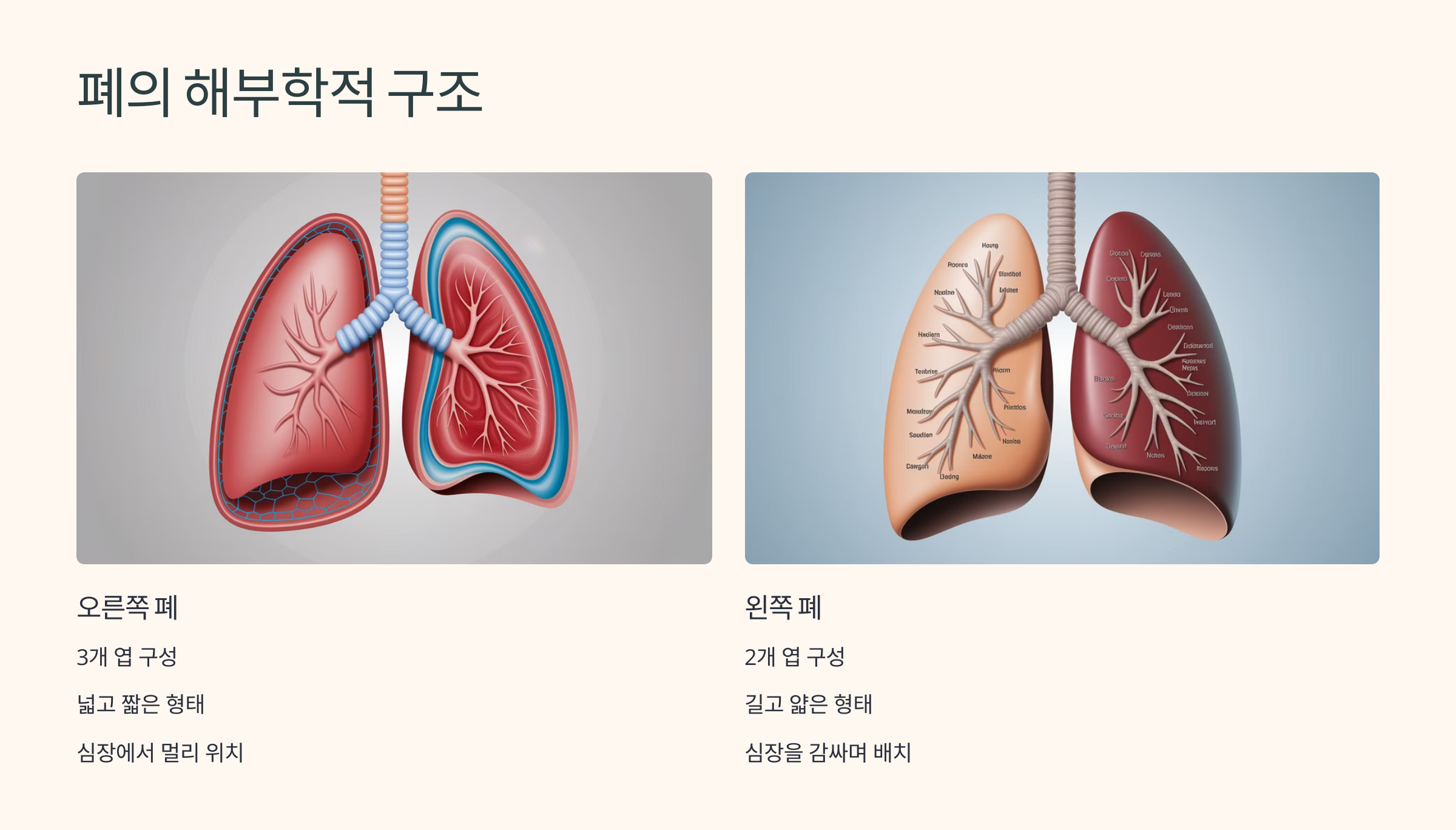 폐의 해부학적 구조