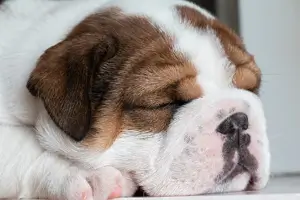 반려동물 강아지 사진