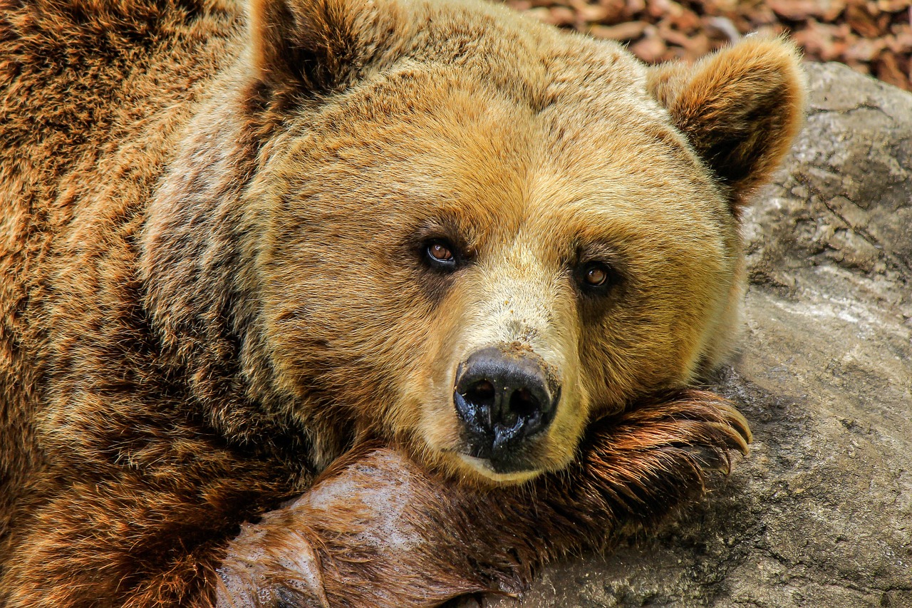 곰, Bear
