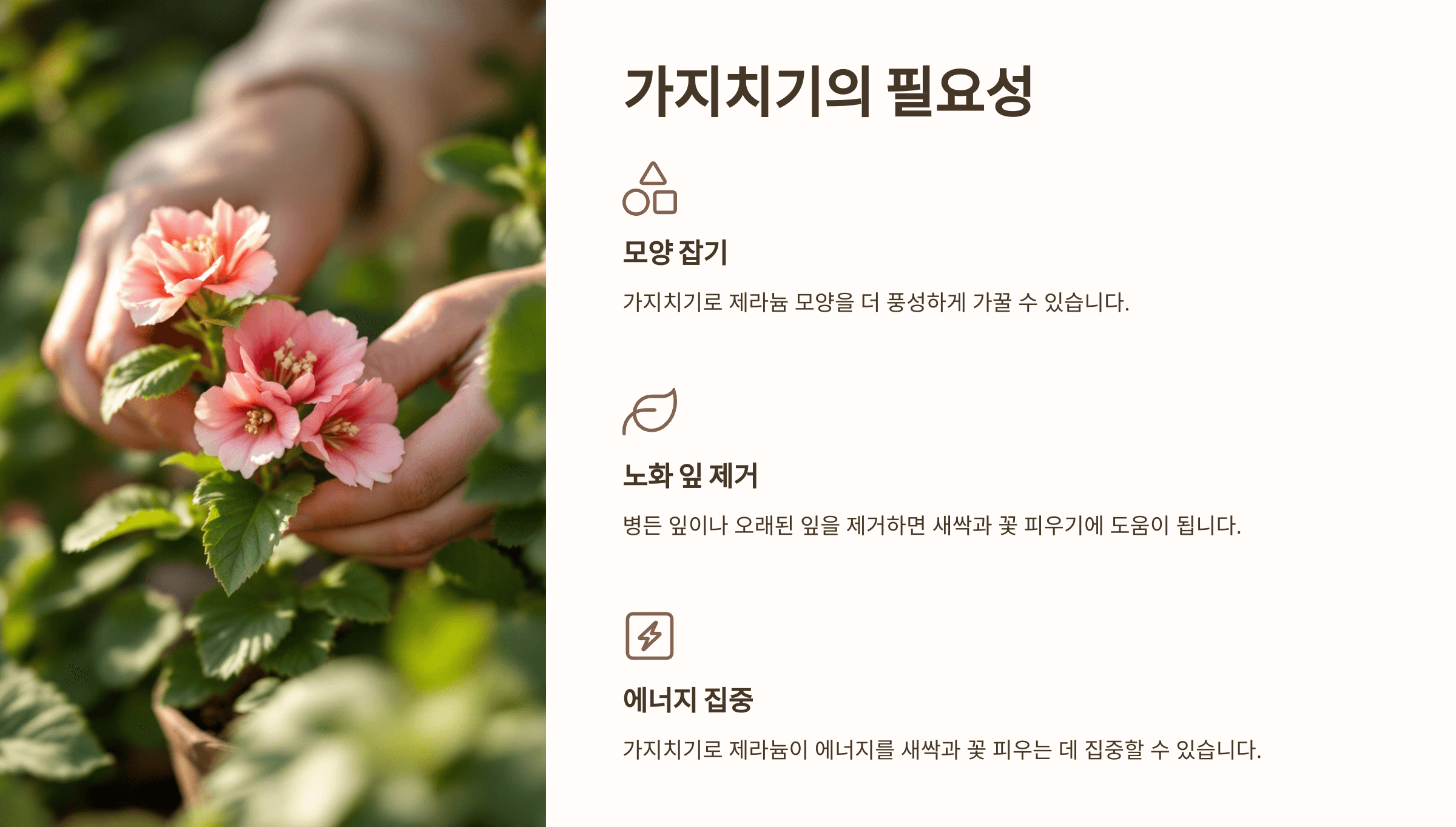 제라늄과 관련된 사진입니다.