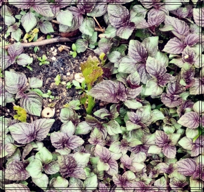 차즈기 추출물과 함께하는 피부 관리