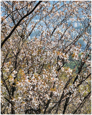 천마산