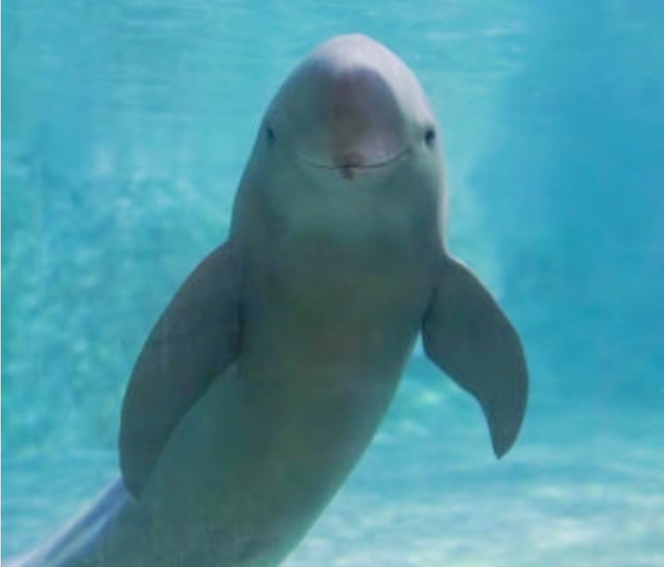 상괭이, 아시나요? 지금 이 순간도 사라지고 있는 바다의 고래