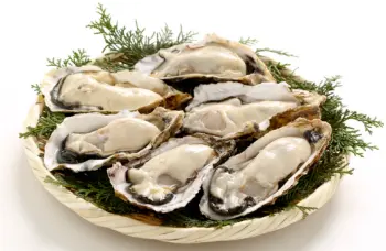 통영굴 직거래 가격, 효능 및 영양성분 부작용