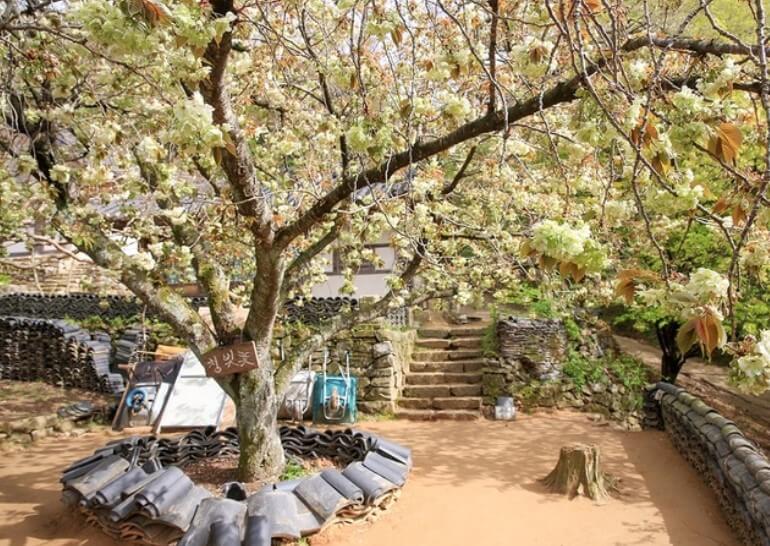 서산 개심사 벚꽃길