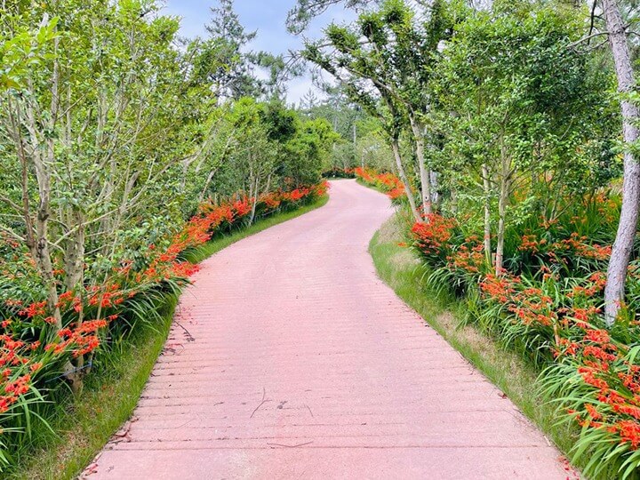 신안 섬 크로코스미아 꽃 축제