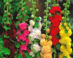 겹접시꽃 이미지 사진