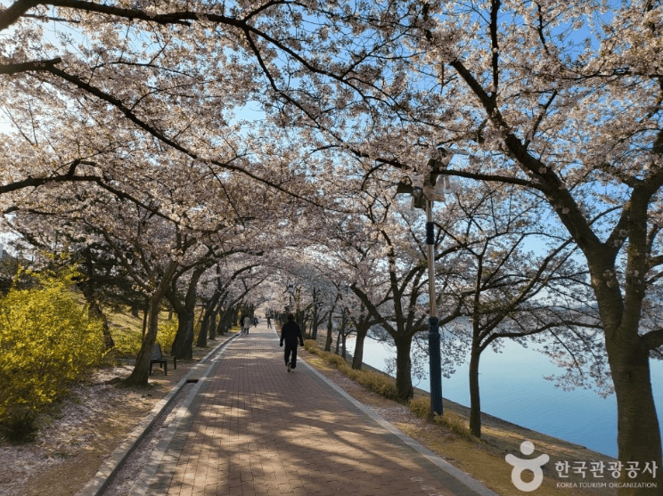 벚꽃이 아름다운 여행지 3