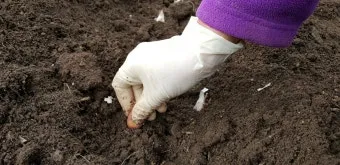 마늘 심는 시기 품종선택 비닐멀칭 웃거름 녹병 예방법_6