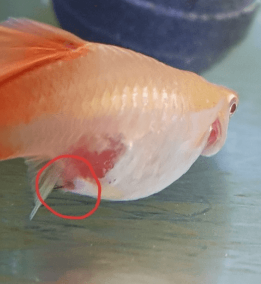 구피 질병 증상(백점병&amp;#44; 마우스펑기&amp;#44; 솔방울병 등)