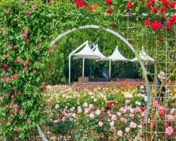 울산대공원 장미축제_19