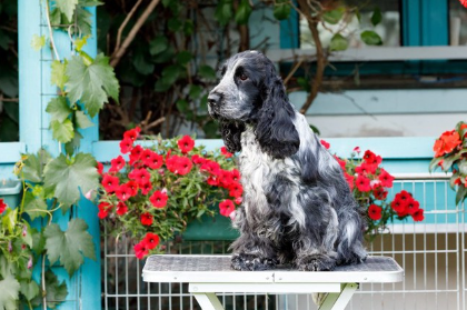 잉글리쉬 코카 스파니엘.