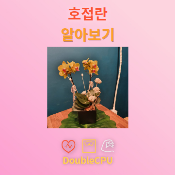 호접란 꽃말 및 탐구