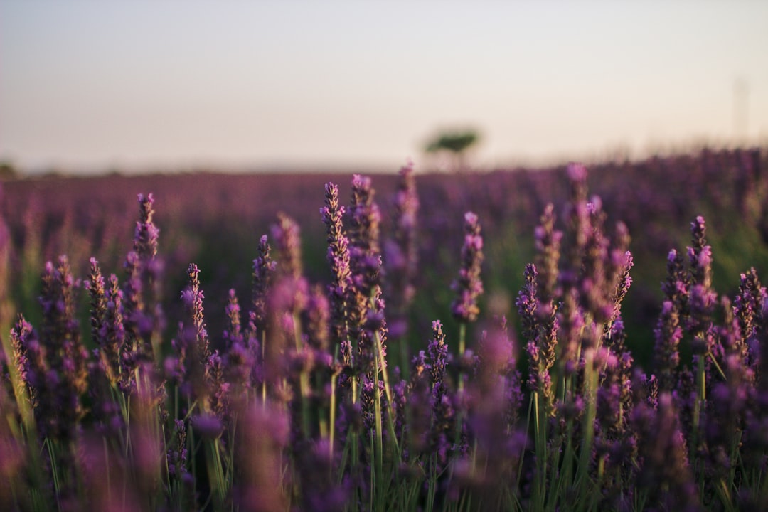 Provence