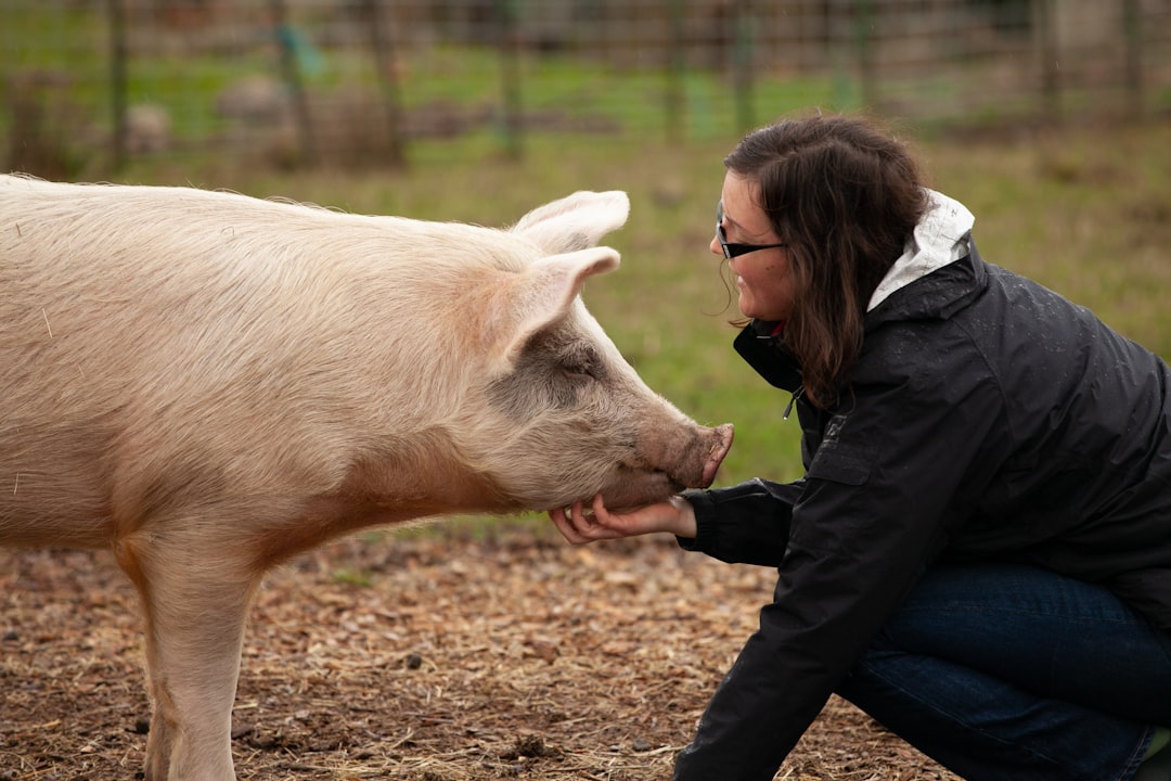 Pig