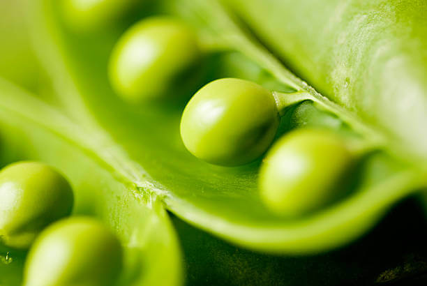 완두콩 효능&amp;#44; 완두콩 삶기&amp;#44; 보관법. 완두콩은 영양 가득한 식물로&amp;#44; 다양한 효능과 장점을 가지고 있습니다. 식물성 단백질 공급원으로서 채식주의자나 비건 식단을 선호하는 사람들에게도 이상적인 선택입니다. 이런 다양한 효능과 영양소 함량으로 인해 완두콩은 건강한 식단에 포함되어야 할 중요한 식품 중 하나입니다.