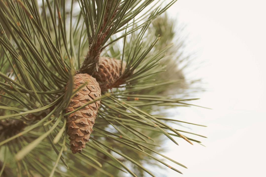 Pine
