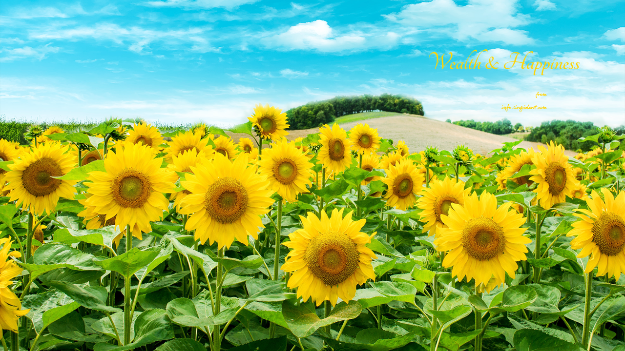 04 해바라기 들판 C - Wealth and Happiness 돈들어오는배경화면